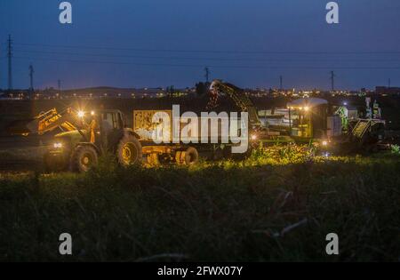 Tomato harvester working at night. Discharge. Vegas Bajas del Guadiana, Spain Stock Photo