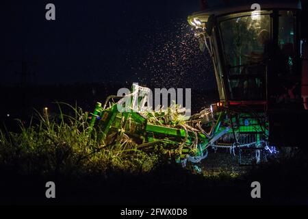 Tomato harvester working at night. Vegas Bajas del Guadiana, Spain Stock Photo