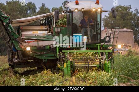 Tomato harvester working at sunset. Vegas Bajas del Guadiana, Spain Stock Photo