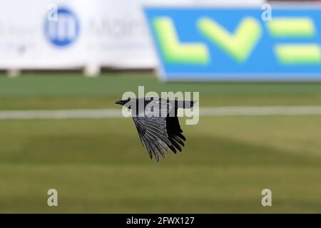 A crow flies across the ground during Warwickshire CCC vs Essex CCC, LV Insurance County Championship Group 1 Cricket at Edgbaston Stadium on 25th Apr Stock Photo