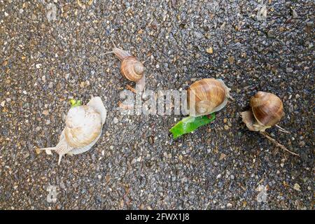 Top view of four Helix Pomatia snails crawling on a street in Switzerland Stock Photo
