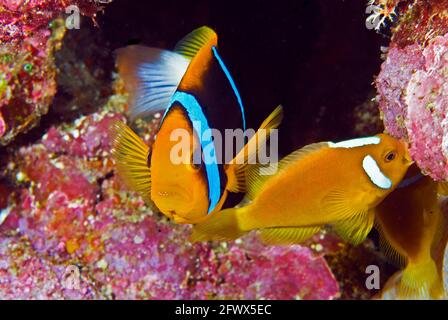 Orange anemonefish (Amphiprion chrysopterus) and smaller white-bonnet anemonefish (Amphiprion leucokranos),  Solomon Islands Stock Photo