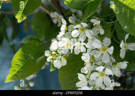 Spring bouquet of white flowers. Cherry branches Stock Photo