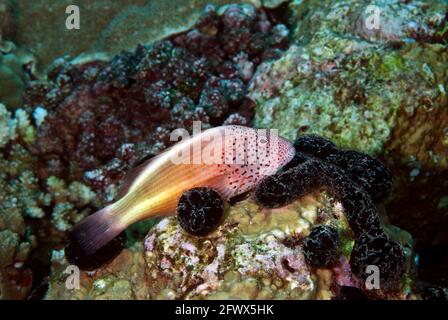 Freckled hawkfish (Paracirrhites forsteri) resting on coral, Solomon Islands Stock Photo