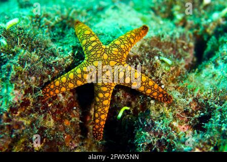 Large black and yellow starfish on coral reef, Solomon Islands Stock Photo