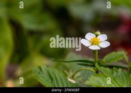 Fragaria vesca, commonly called wild strawberry Stock Photo