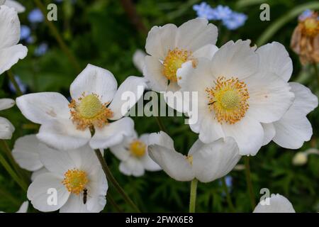 Japanese anemone (Eriocapitella hupehensis 'Honorine Jobert'). Called ...