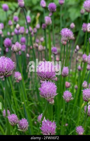 Chives, scientific name Allium schoenoprasum Stock Photo