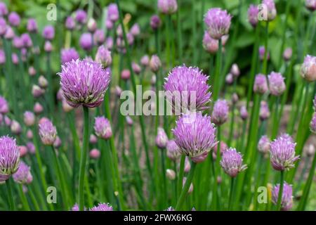 Chives, scientific name Allium schoenoprasum Stock Photo