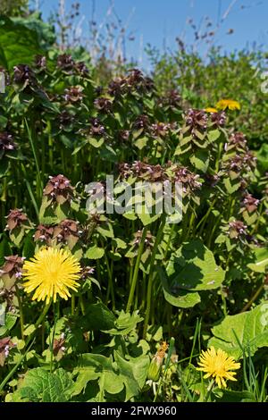 Dandelions, Taraxacum and Purple dead nettle, Lamium purpureum Stock Photo
