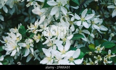 Malus sieboldii - Toringa or Siebold's crabapple tree blossom closeup Stock Photo