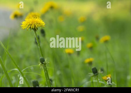 Blooming dandelion plant, the flowers of this plant can be used in dandelion wine Stock Photo