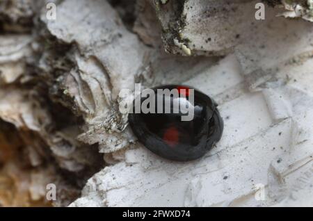 Kidney-spot ladybird, Chilocorus renipustulatus on birch bark, macro photo Stock Photo