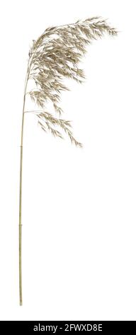 Reed isolated on white background Stock Photo