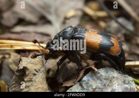 Burying beetle, Nicrophorus investigator with parasites, macro photo Stock Photo