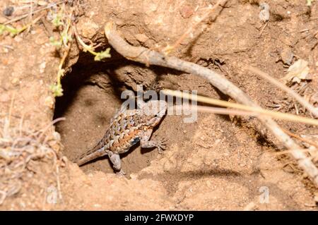 Common Side Blotched Lizard In Baja California Stock Photo
