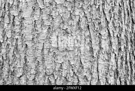 Black and white phote of tree bark. High detailed fragment of tree bark. Stock Photo