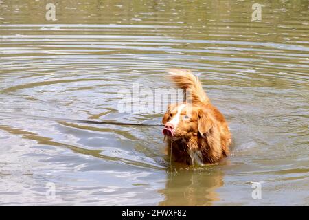 Nova Scotia Duck Tolling Retriever dog swimming in murky river, licking nose, water dripping from face Stock Photo