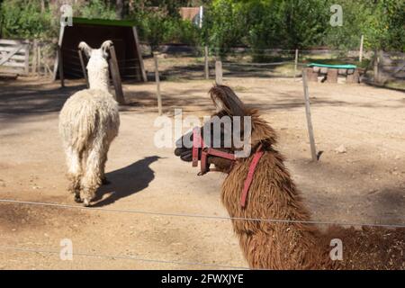 LLamas (lama glama) in the farm. Stock Photo