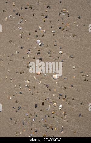 Small shells on a beach on the Gold Coast in Australia Stock Photo
