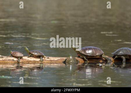 Several painted turtles are basking in the sun on a log at the National Elk and Bison Range in Montana. Stock Photo
