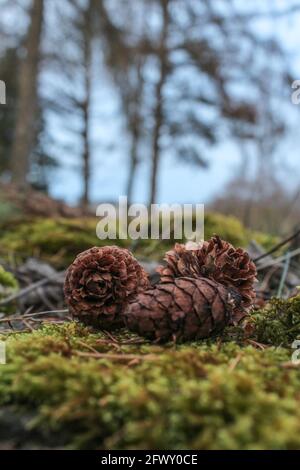 scenery with some fir cones in front af a forest on a glade Stock Photo