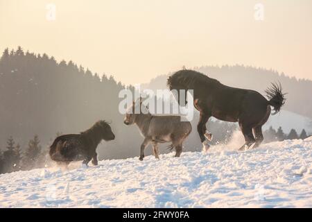 A shetland pony, a donkey and a nonius warmblood horse are playing together in the snow Stock Photo