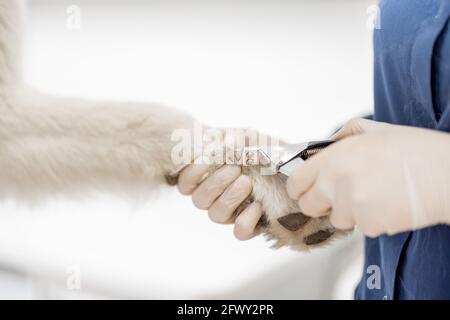 Clipping a dog claws. Close up of cutting dog toenail with nail clipper. Vet care and treatment Stock Photo