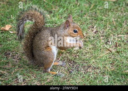 Eastern gray squirrel (Sciurus carolinensis) standing on a grass lawn in Uptown Columbus, Georgia. (USA) Stock Photo