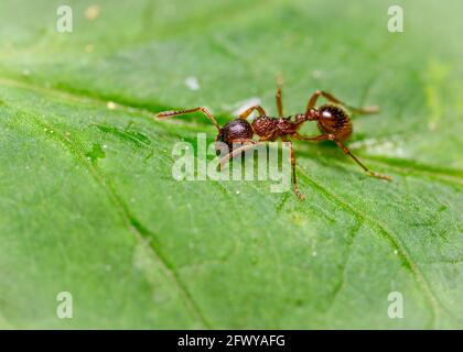 Close up view of an ant sitting on a leaf Stock Photo