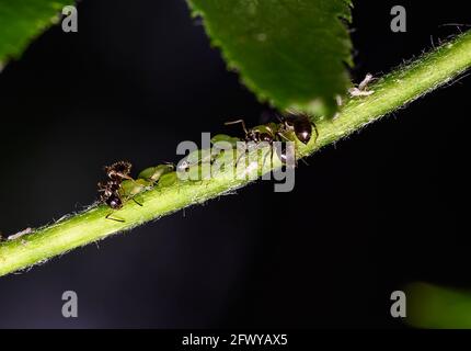 Close up view of ants tending a herd of aphids on a tree branch Stock Photo