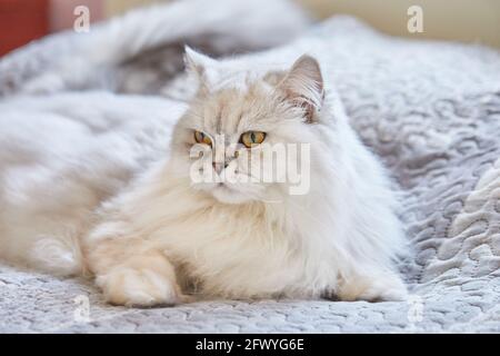 British long-haired white cat is sitting at home on the bed