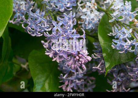Syringa vulgaris,  common lilac flowers with dew drops closeup selective focus Stock Photo