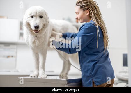 Female veterinarian examines big white dog using ultrasound while patient standing at examination table at vet clinic. Pet care and treatment. Dog looks at camera.  Stock Photo