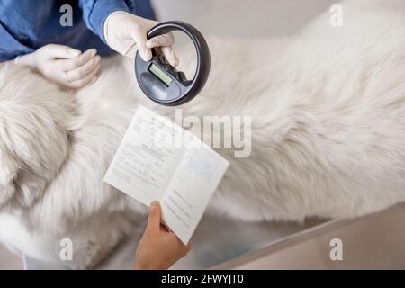 Veterinarian checking microchip implant under sheepdog dog skin in vet clinic with scanner device and owner showing a document. Registration and indentification of pets. Animal id passport. Stock Photo