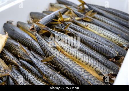Lots of smoked mackerel carcasses. The fish lies in a heap in a white plastic box. Stock Photo