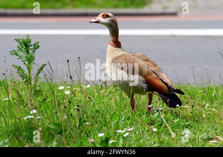 Rotterdam, Netherlands. 17th May, 2021. A Egyptian goose is standing on the side of the road in a meadow. Credit: Soeren Stache/dpa-Zentralbild/dpa/Alamy Live News Stock Photo