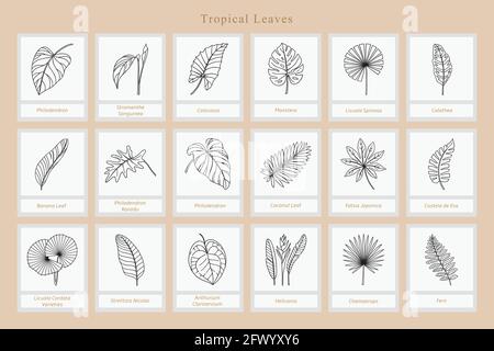 Big Set of exotic tropical leaves. Stock Vector