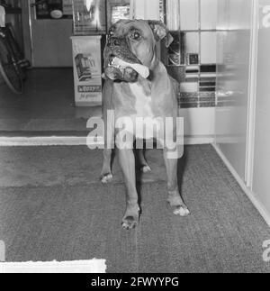 European Cup draw quarterfinals, Frits Flinkevleugel's dog (boxer), December 17, 1964, dogs, The Netherlands, 20th century press agency photo, news to remember, documentary, historic photography 1945-1990, visual stories, human history of the Twentieth Century, capturing moments in time Stock Photo