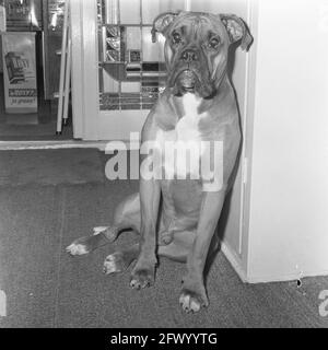 European Cup draw quarterfinals, the dog (boxer) of Frits Flinkevleugel, december 17, 1964, dogs, The Netherlands, 20th century press agency photo, news to remember, documentary, historic photography 1945-1990, visual stories, human history of the Twentieth Century, capturing moments in time Stock Photo