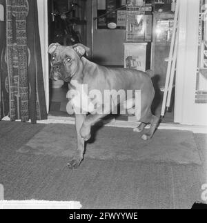 European Cup draw quarterfinals, the dog (boxer) of Frits Flinkevleugel, december 17, 1964, dogs, The Netherlands, 20th century press agency photo, news to remember, documentary, historic photography 1945-1990, visual stories, human history of the Twentieth Century, capturing moments in time Stock Photo