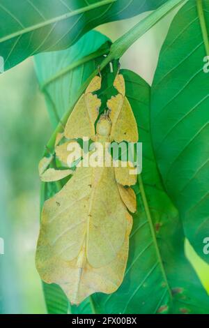 asian phyllium pulchrifolium giganteum leaf insect walking leave, Bali, Indonesia wildlife Stock Photo