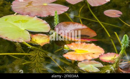 Growing water lilies with a small fish on the watersurface Stock Photo