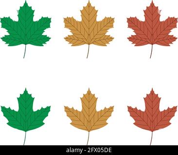 Vector illustration of green, yellow and red sycamore leaves isolated on white background. Maple leaf clip art. Stock Vector
