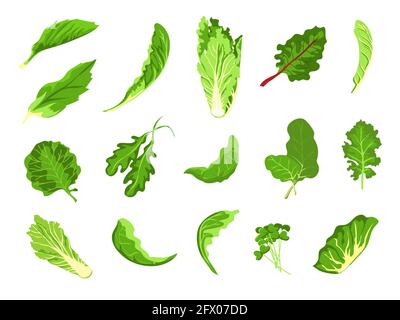 Salad leaves. Green fresh farm food, lettuce, cabbage, arugula, cress and kale. Healthy microgreen sprout, organic leaf vegetable vector set Stock Vector