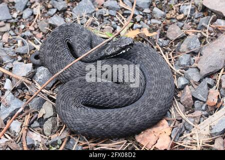 Black form of Vipera berus, known as the common European adder or common viper Stock Photo