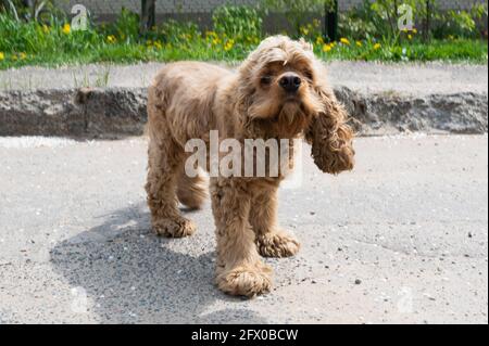 curly haired spaniel