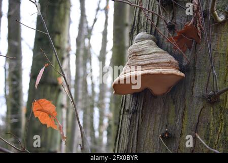 Large mushroom (Fomes fomentarius) attached to a mossy tree trunk in the forest during fall-autumn Stock Photo