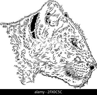 Lion cub head, vector illustration on the white background Stock Vector