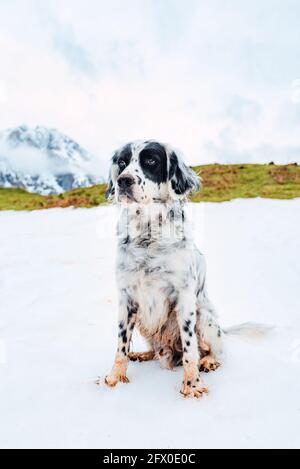 Obedient English Setter sitting on snow against snowy mountains of Peaks of Europe in clouds and looking away Stock Photo